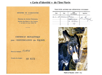 Carte d'identité de l'âne Florin